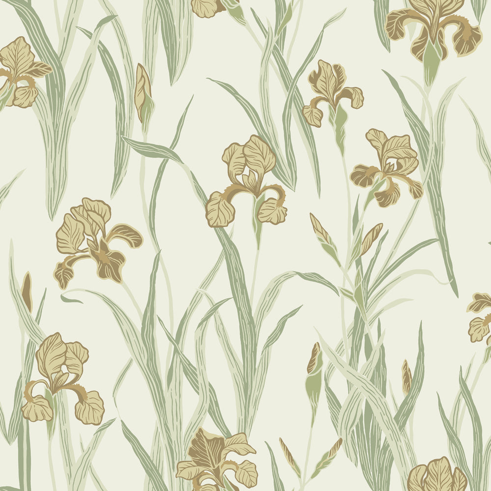 Iris 53114