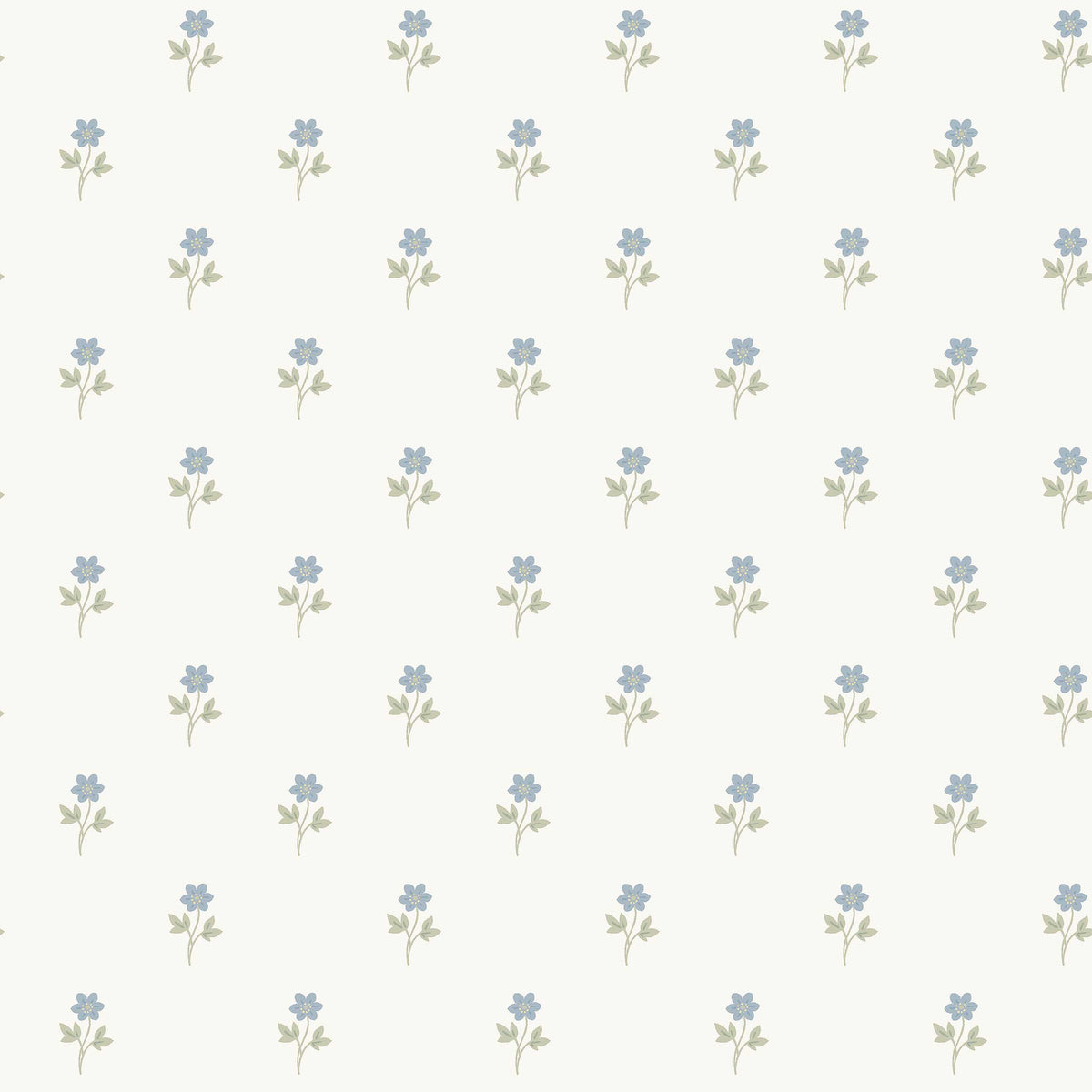 Anemone 6974