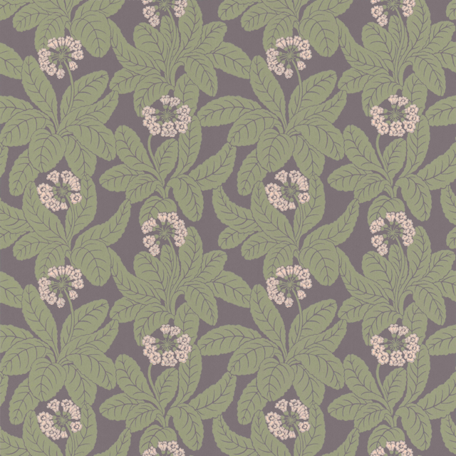 Primula 38-58