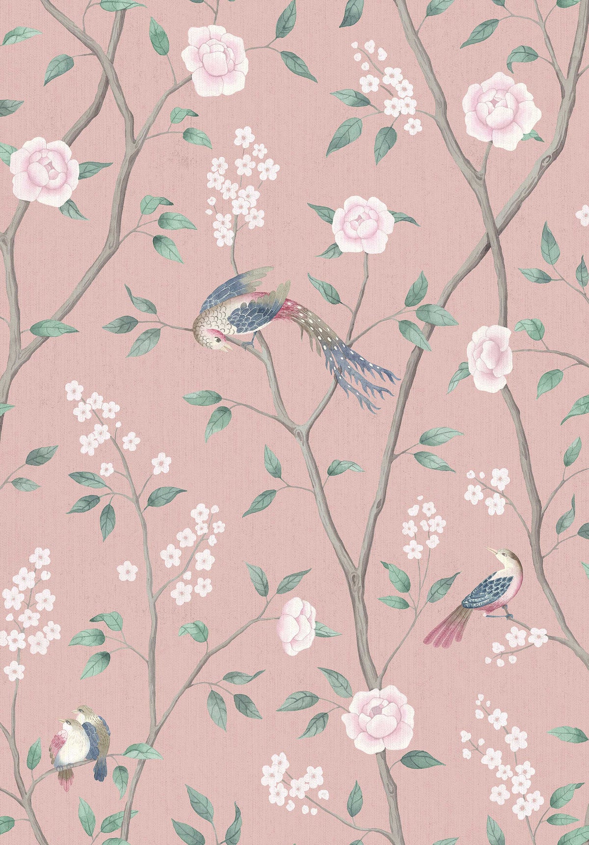 Paradise Birds 1901