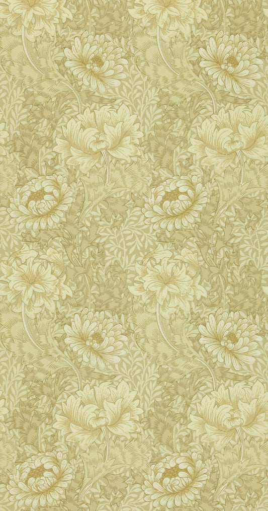 Chrysanthemum DJA1CY103 (210419)