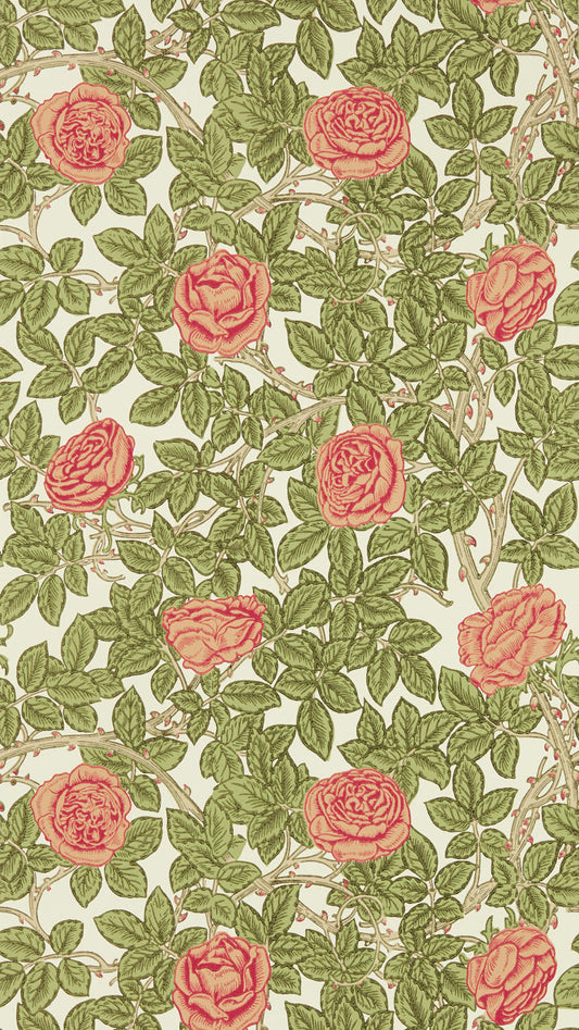 Rambling Rose 217207