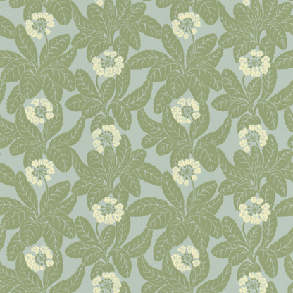 Primula  38-34